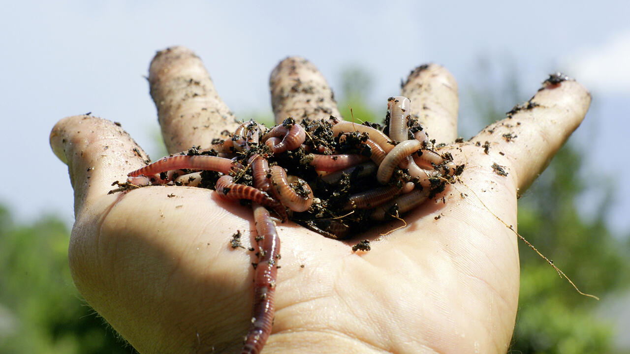 Regenwürmer fühlen sich in der Rotte wohl und leisten gute Dienste. Kontakt zur Erde ist daher beim Komposthaufen wichtig. 