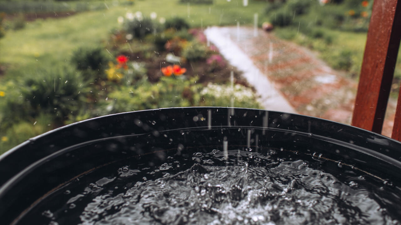 Regenwasser ist für die meisten Pflanzen besser als Leitungswasser.