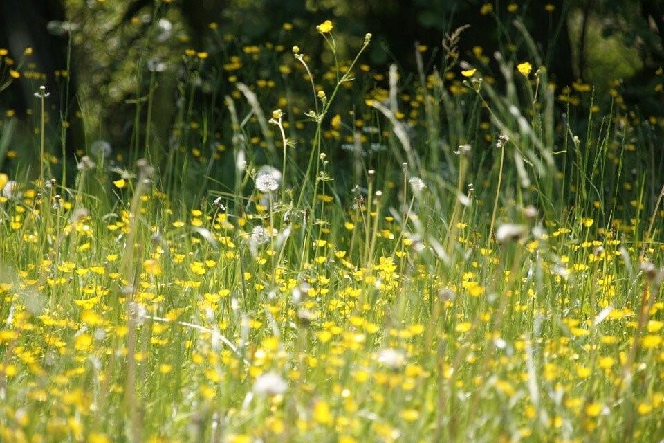 Blühende Blumenwiesen bedeuten für Allergiker oft tränende Augen, eine laufende Nase und Halskratzen. Blühende Blumenwiesen bedeuten für Allergiker oft tränende Augen, eine laufende Nase und Halskratzen.