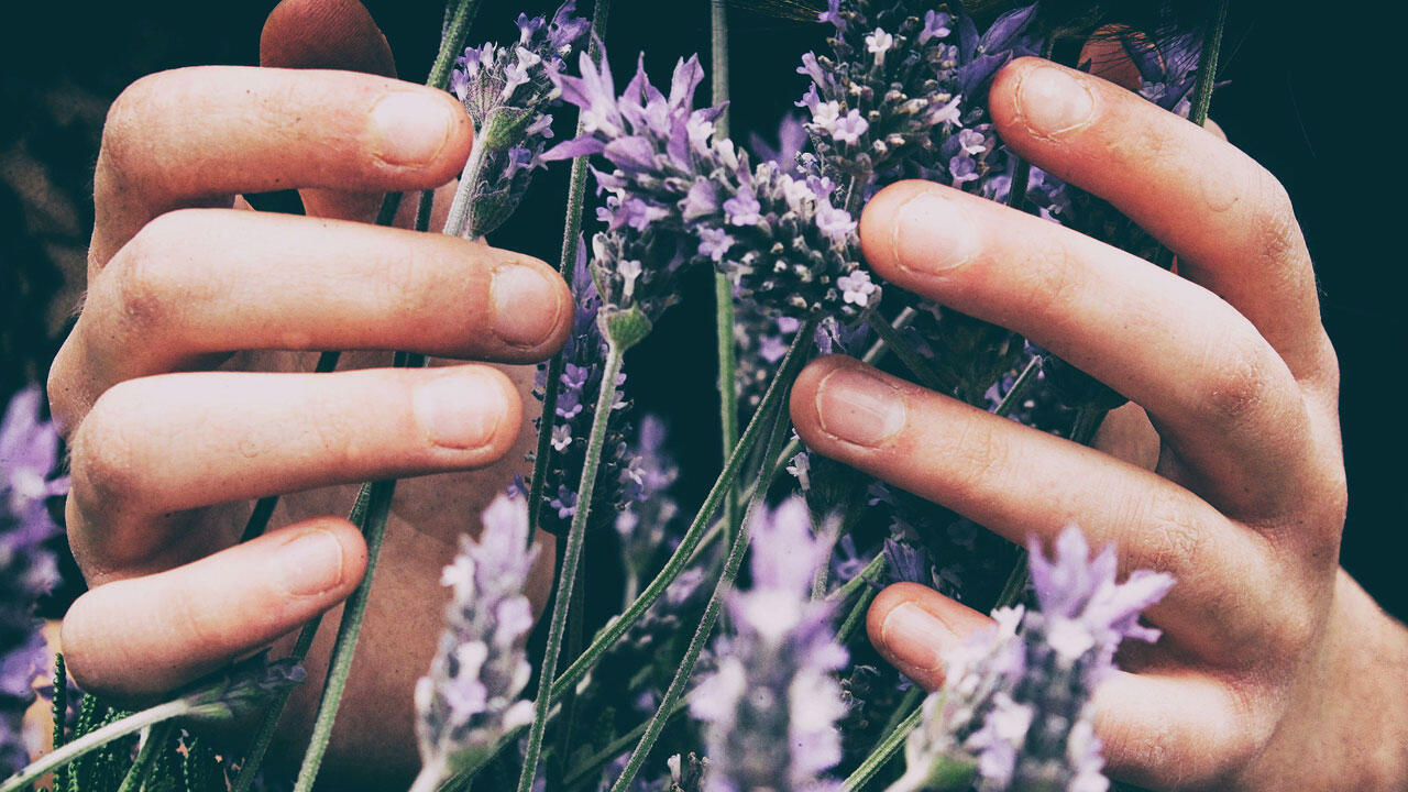 Silberfische mögen Düfte wie Lavendel und Zitrone nicht. Silberfische mögen Düfte wie Lavendel und Zitrone nicht.