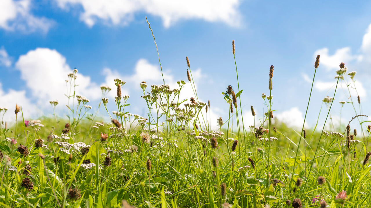 Die Pollen im Juni bedeuten für Allergiker oft tränende Augen, eine laufende Nase und Halskratzen. Die Pollen im Juni bedeuten für Allergiker oft tränende Augen, eine laufende Nase und Halskratzen.