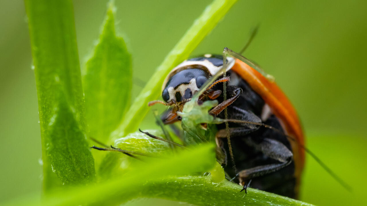 Marienkäfer und deren Larven fressen Blattläuse in großen Mengen.
