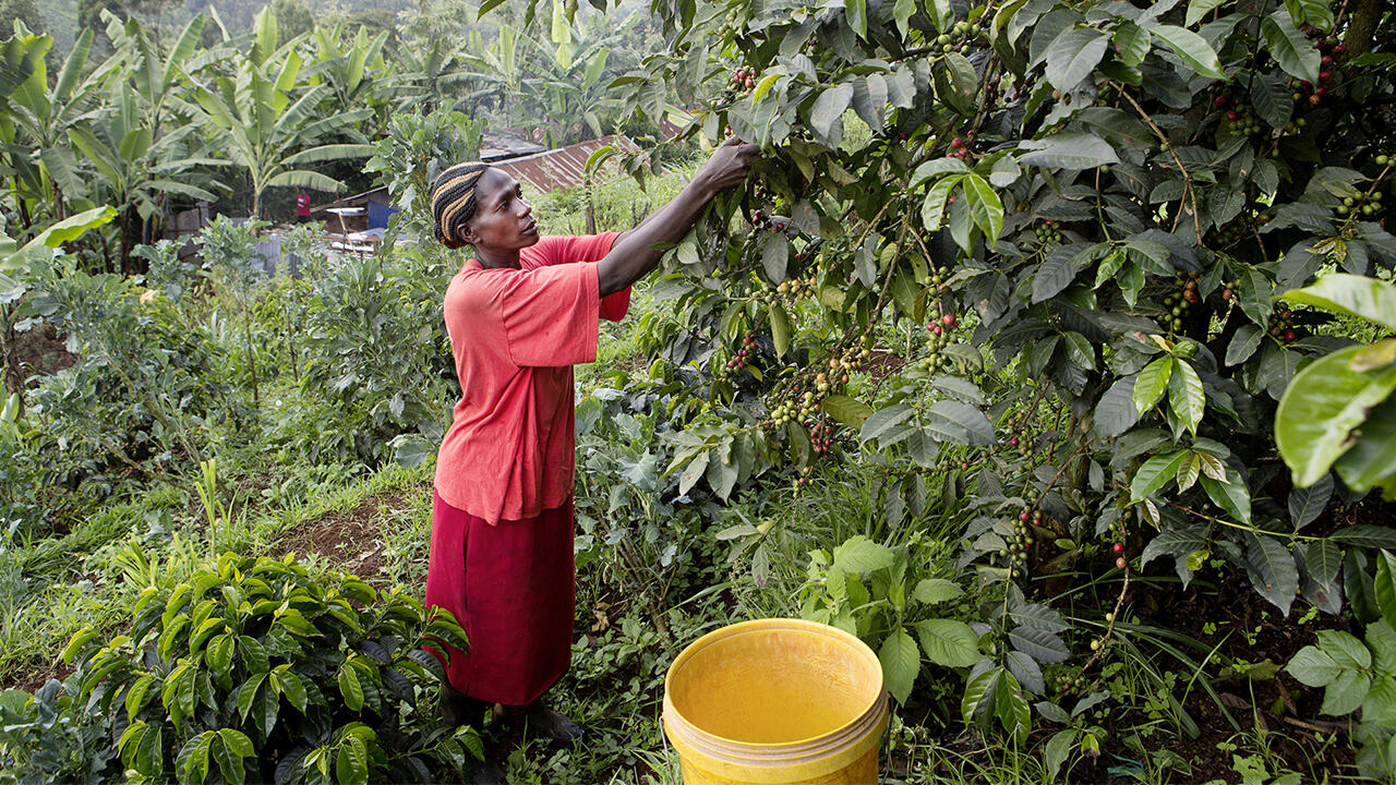 Kaffee-Kleinbauern und -Plantagenarbeiter erhalten nach wie vor keine existenzsichernden Einkommen.