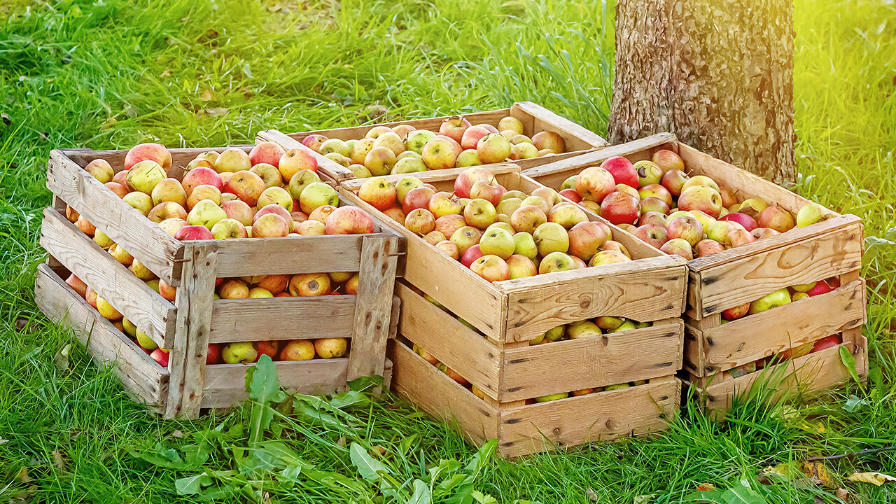 Apfelsaft im Test: Zehn Produkte sind mit Äpfeln von Streuobstwiesen gepresst. Wer diese kauft, schützt die Natur.
