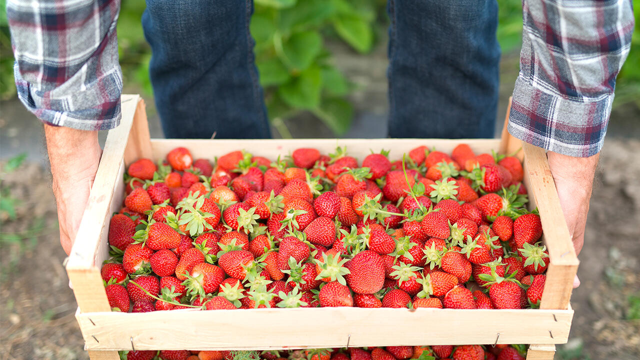 Ernte: Etwa 142.000 Tonnen Erdbeeren wurden 2018 geerntet.