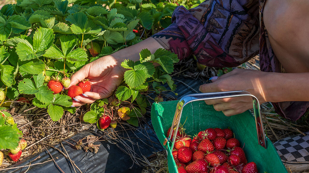 Verbraucher auf dem Feld: Erdbeeren selber pflücken wird immer beliebter. 