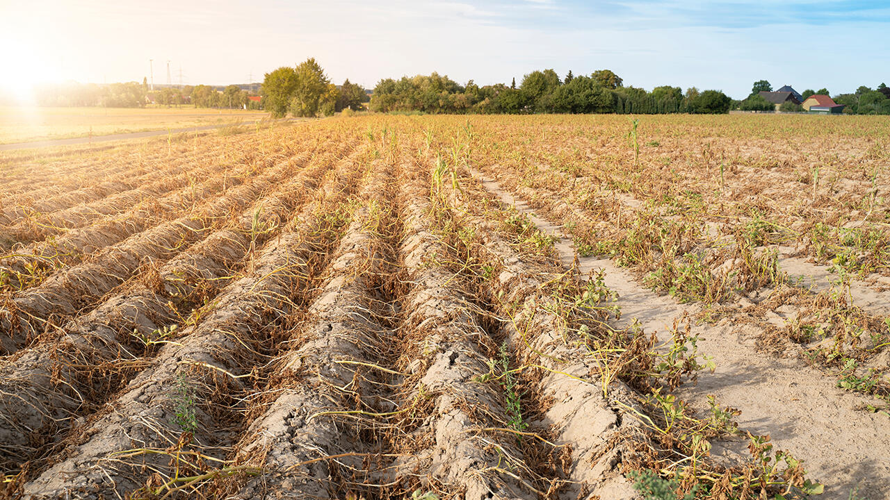 Ausgetrocknete Felder: Trockenheit ist eine Folge des Klimawandels. 