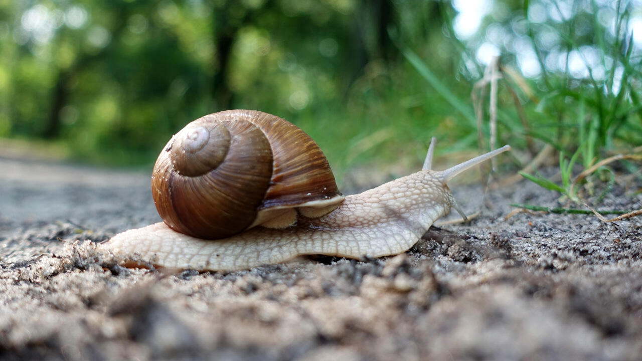 Weinbergschecken stehen unter Naturschutz. Weinbergschecken stehen unter Naturschutz.