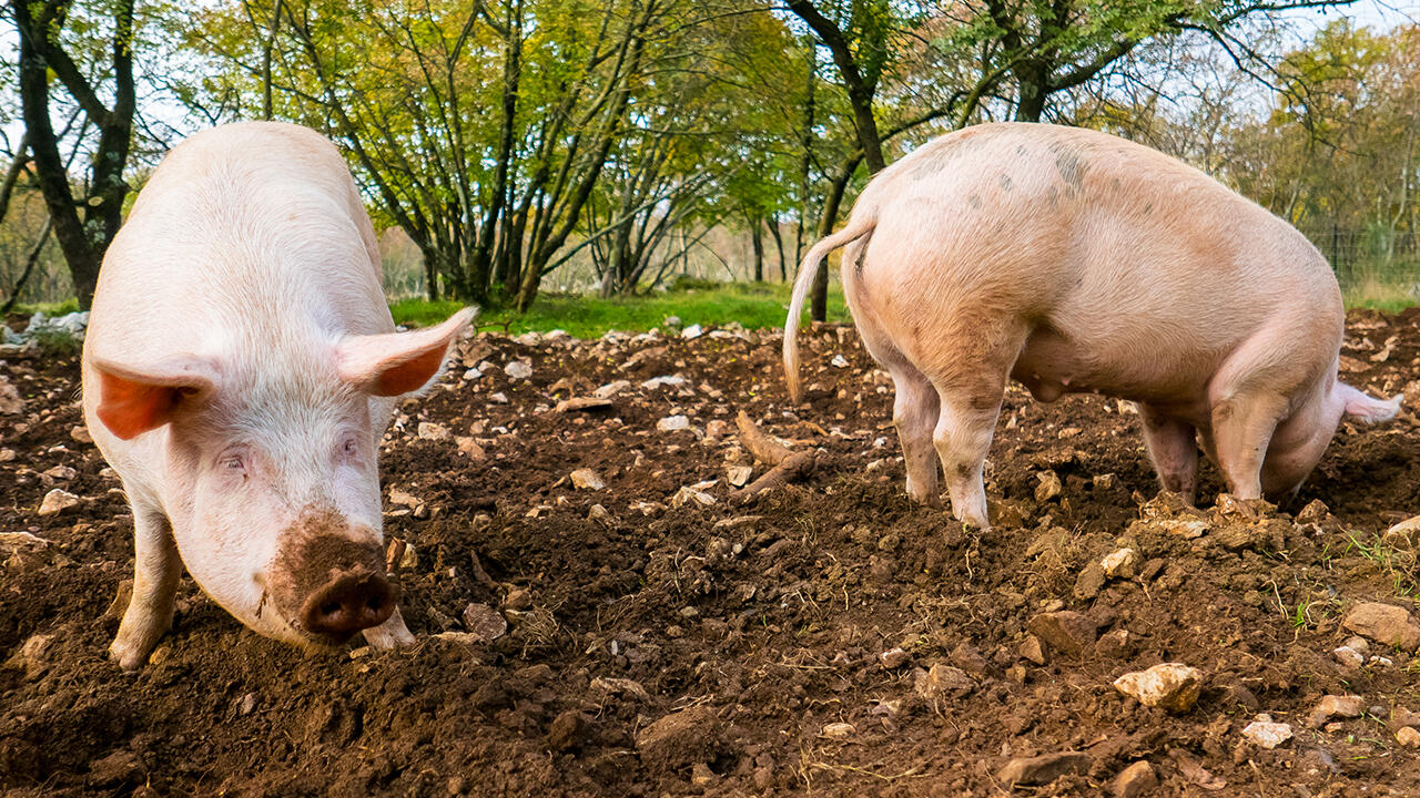 Ein artgerechtes Leben haben die wenigsten Schweine in Deutschland. Nur 1 Prozent der Ställe sind überhaupt mit Ausläufen ausgestattet.