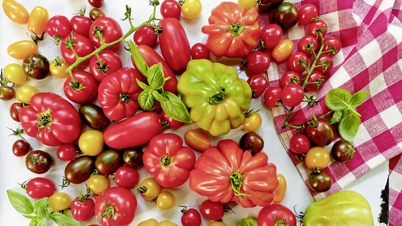 Tomaten ernten, würzen und einkochen - und fertig ist das Curry-Ketchup Tomaten ernten, würzen und einkochen - und fertig ist das Curry-Ketchup