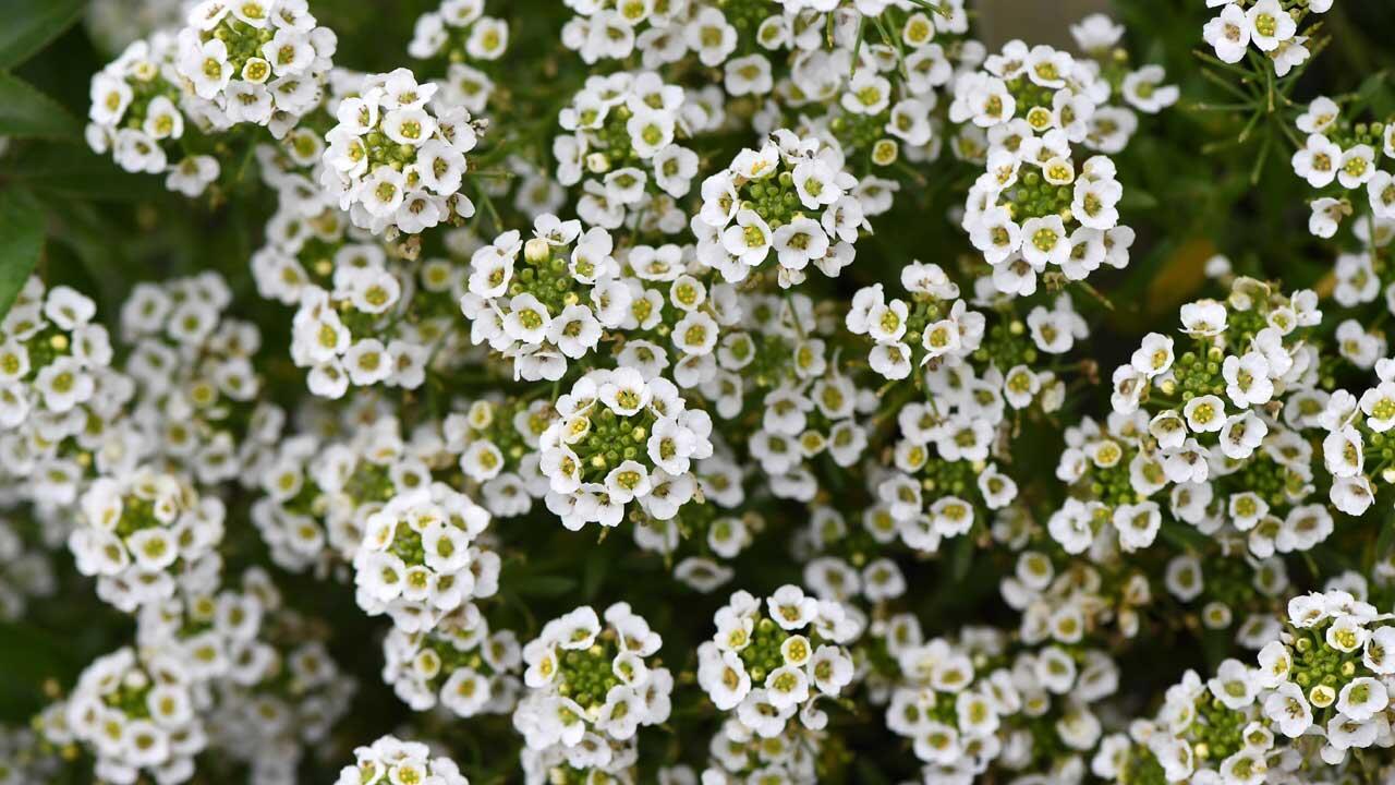 Oft setzen weiße Blüten intensiven Duft ein, um auf sich aufmerksam zu machen. Etwa der Duftsteinrich (Lobularia maritima). 