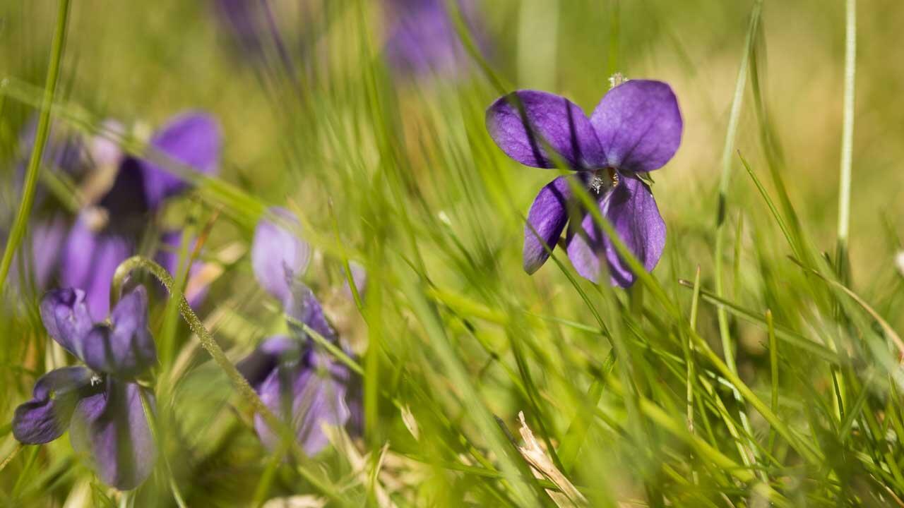 Das Duftveilchen (Viola odorata) blüht im Frühling und verströmt dann seinen feinen Duft.