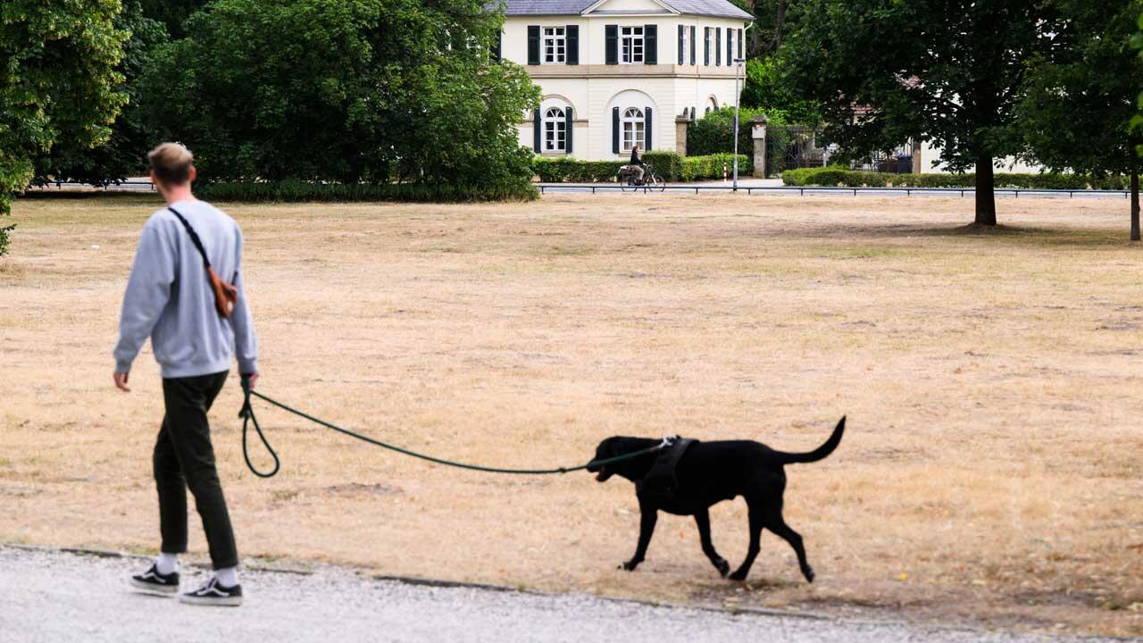 Ein Mann läuft mit einem Hund neben einer völlig vertrockneten Wiese in Hannover.
