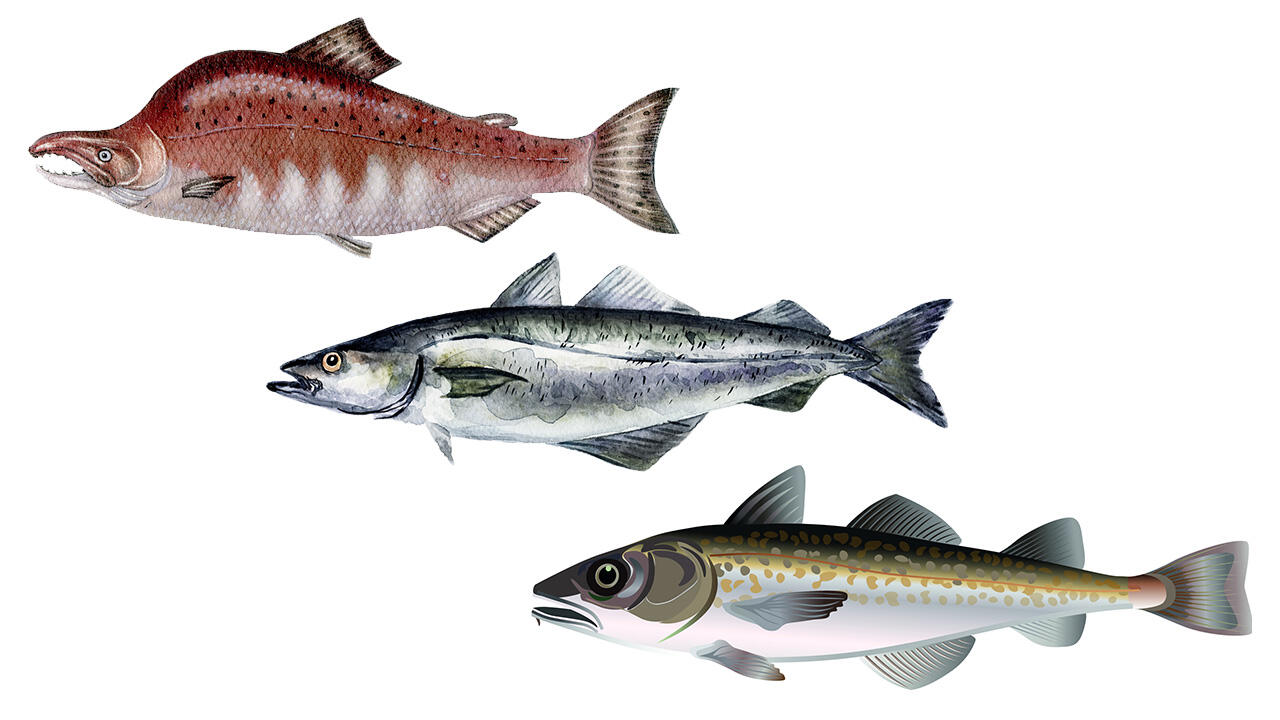 Die Fische, aus denen die Stäbchen sind: Wildlachs, Seelachs und Alaska-Seelachs. Die Fische, aus denen die Stäbchen sind: Wildlachs, Seelachs und Alaska-Seelachs.
