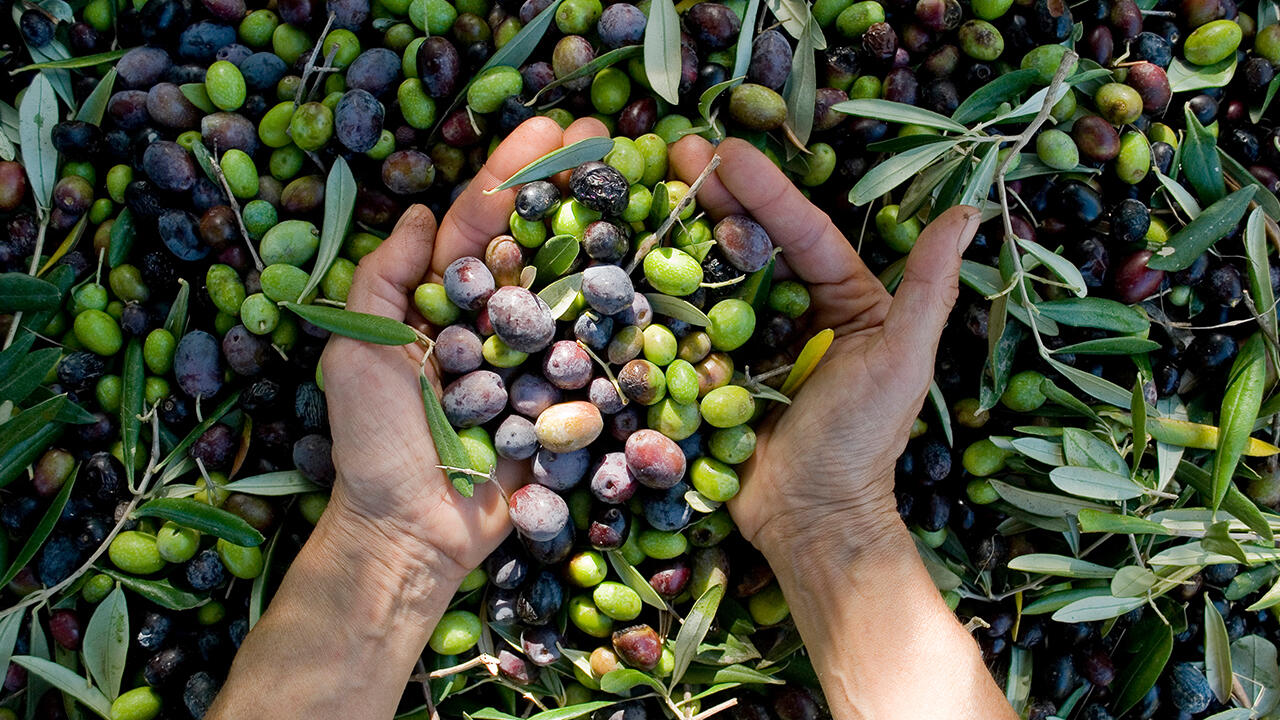 5 Kilogramm Oliven benötigt man in etwa, um einen Liter Olivenöl herzustellen. Das sind etwa 750 Stück. Ob mehrheitlich grüne oder schwarze Oliven verwendet werden, bestimmt neben der Olivensorte den Geschmack – grüne (also wenig reife) sorgen für etwas bittereren, schwarze (vollreife) für eher süßliche Noten. 