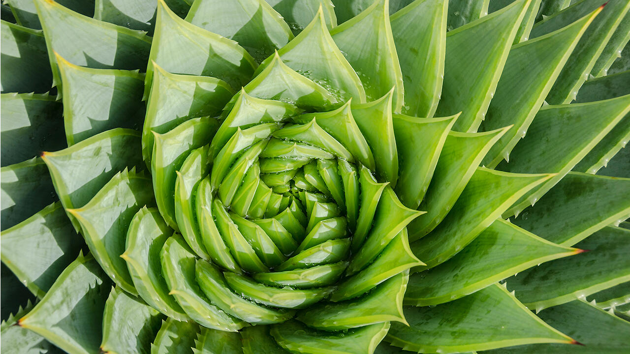 Bereits Kleopatra soll für ihre Schönheit auf die Pflanzenkraft der Aloe vera geschworen haben. Heute, rund 2000 Jahre später, ist der Kult um die Wüstenpflanze lebendiger denn je. Bereits Kleopatra soll für ihre Schönheit auf die Pflanzenkraft der Aloe vera geschworen haben. Heute, rund 2000 Jahre später, ist der Kult um die Wüstenpflanze lebendiger denn je.