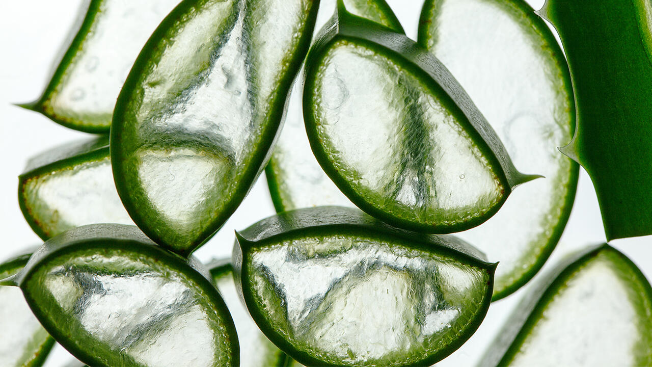 Aloe vera in Stücke geschnitten: Unbestritten ist, dass Aloe vera in kosmetischen Produkten einen kühlenden Effekt auf die Haut hat, Feuchtigkeit spendet und die Regeneration unterstützt. Aloe vera in Stücke geschnitten: Unbestritten ist, dass Aloe vera in kosmetischen Produkten einen kühlenden Effekt auf die Haut hat, Feuchtigkeit spendet und die Regeneration unterstützt.