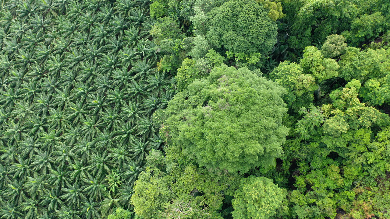 Immer mehr Regenwald wird abgeholzt - das lässt die globale Biokapazität der Wälder schrumpfen.