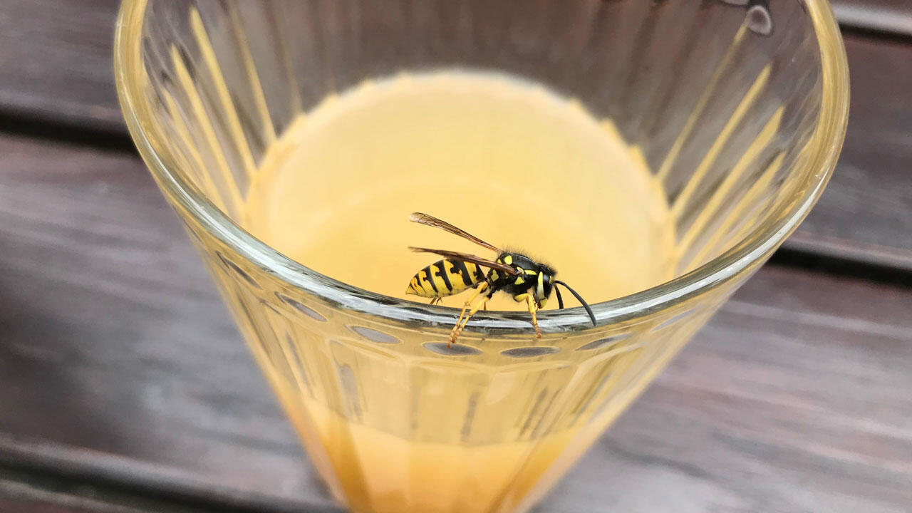 Achten Sie im Sommer beim Essen und Trinken auf Wespen. Ein Wespenstich im Mund-Rachen-Raum kann gefährlich werden. Achten Sie im Sommer beim Essen und Trinken auf Wespen. Ein Wespenstich im Mund-Rachen-Raum kann gefährlich werden.