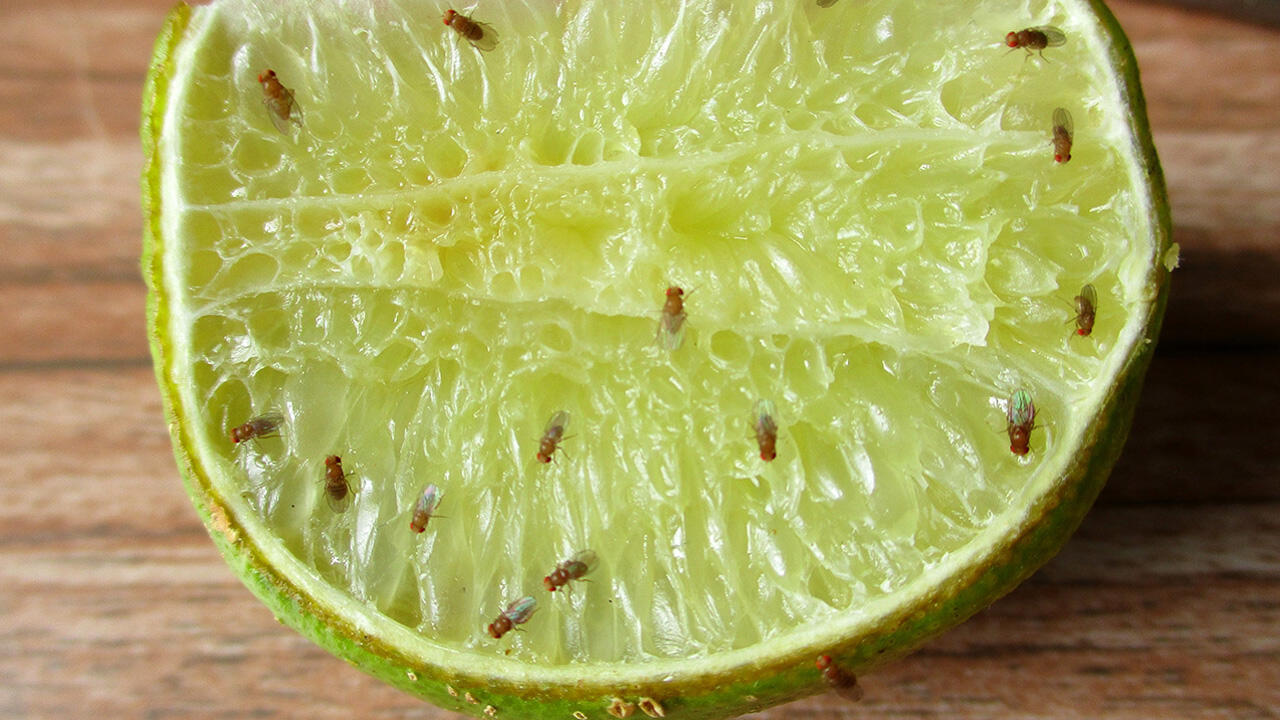 Gegen die lästigen Fruchtfliegen helfen Hausmittel am besten Gegen die lästigen Fruchtfliegen helfen Hausmittel am besten