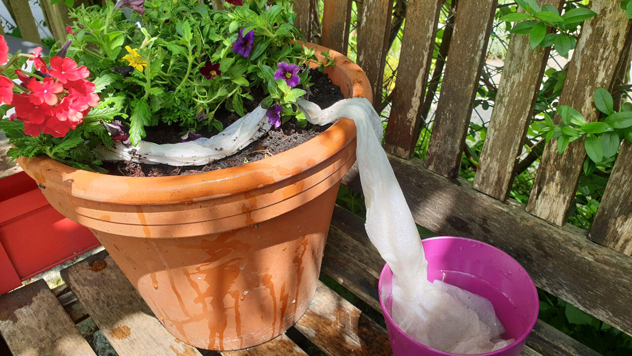 Für die Pflanzenbewässerung benötigen Sie nur Küchenrollenpapier und ein Gefäß mit Wasser.