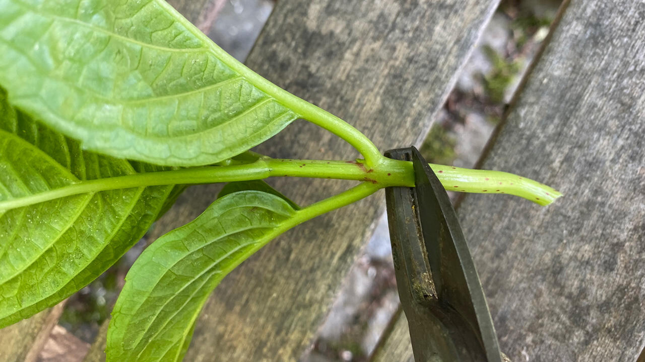 Verwenden Sie immer ein scharfes Messer bzw. eine scharfe Schere, um die Pflanze nicht zu quetschen. Verwenden Sie immer ein scharfes Messer bzw. eine scharfe Schere, um die Pflanze nicht zu quetschen.
