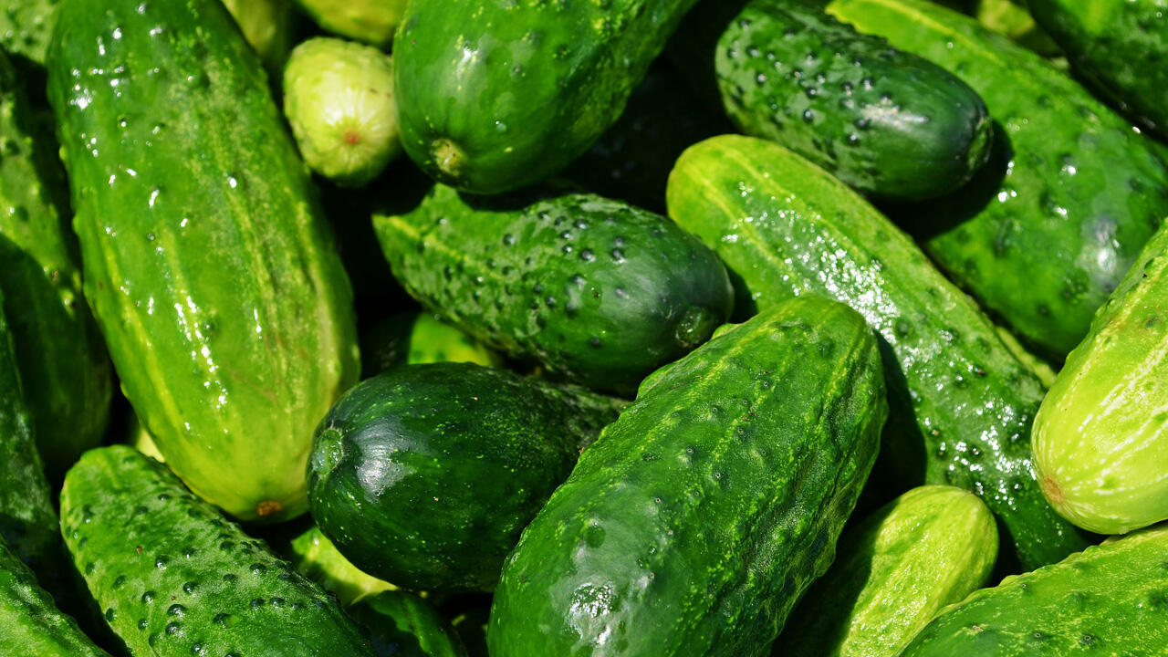 Ideal für Gewürzgurken sind die kleinen, knackigen Einlegegurken. Ideal für Gewürzgurken sind die kleinen, knackigen Einlegegurken.