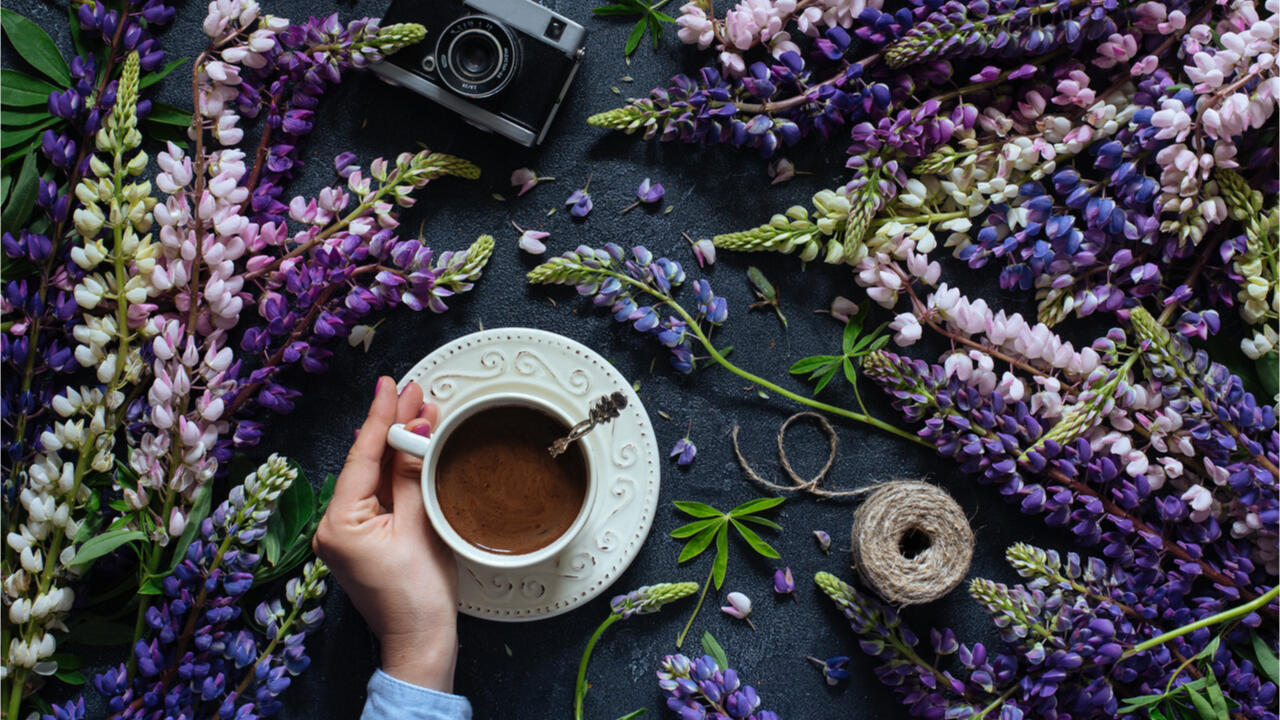 Die Lupine ist nicht nur schön, sondern liefert auch ein Getränk, das erstaunlich nah an Bohnenkaffee herankommt.