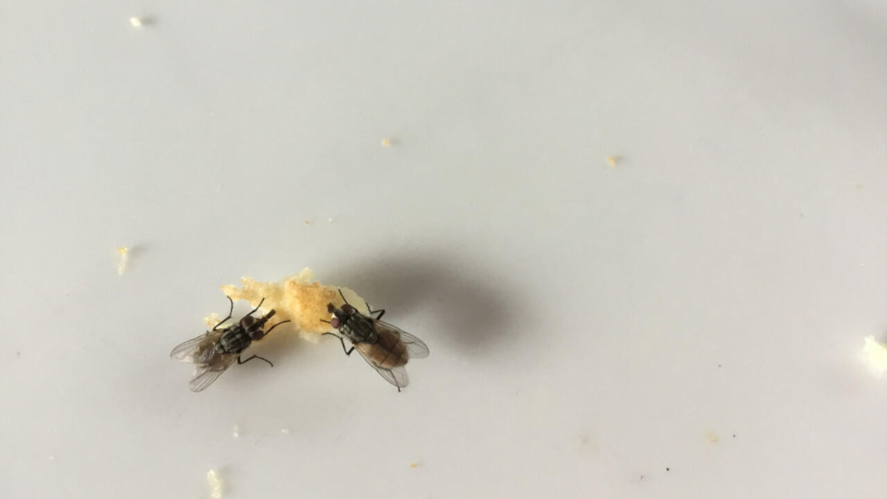 Kaum liegen Kuchenkrümel auf dem Tisch, lassen die Fliegen nicht lange auf sich warten. Kaum liegen Kuchenkrümel auf dem Tisch, lassen die Fliegen nicht lange auf sich warten.