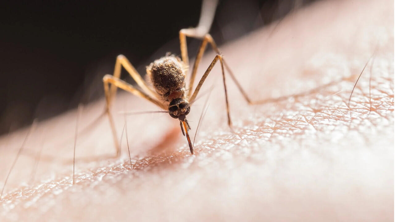 Wer einem Mückenstich vorbeugen möchte, sollte Düfte wie Zitrone verbreiten, die Mücken vertreiben. Wer einem Mückenstich vorbeugen möchte, sollte Düfte wie Zitrone verbreiten, die Mücken vertreiben.