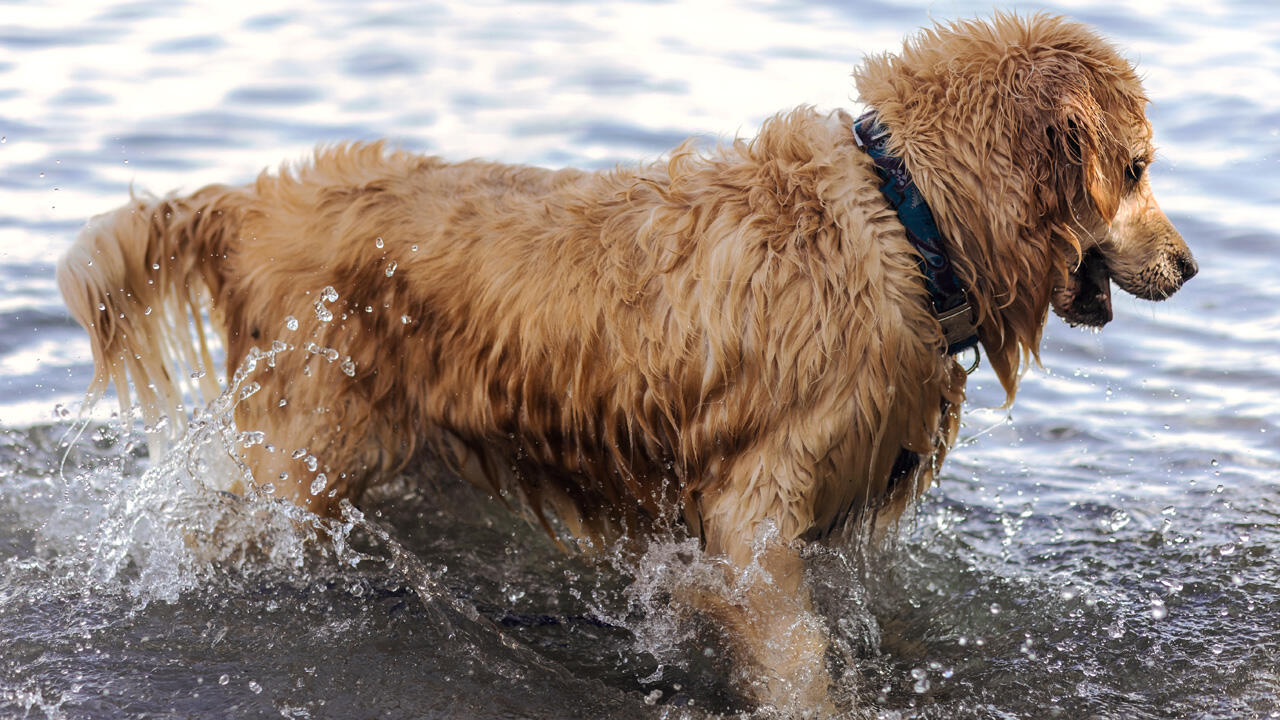 Die meisten Hunde lieben Wasser. Bei heißen Temperaturen und stehenden Gewässern sollten Sie auf Blaualgen achten.