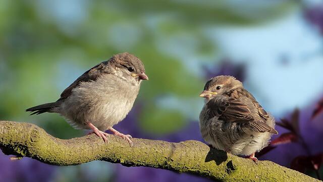 Stunde der Gartenvögel: Welche Vögel sind in Gärten, Parks und auf Balkonen zu sehen?