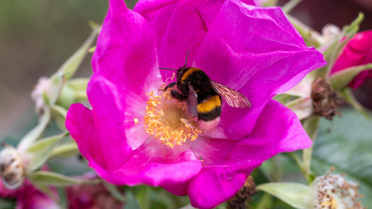 Robuste Schönheit: Wildrosen mögen Sonne und kommen auch mit Trockenheit zurecht. Robuste Schönheit: Wildrosen mögen Sonne und kommen auch mit Trockenheit zurecht.