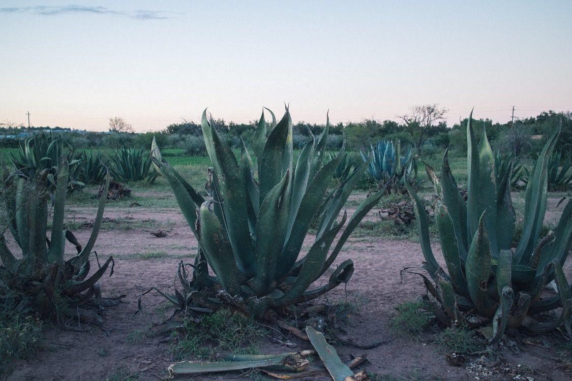 Agavendicksaft oder Agavensirup wird aus den Agaven in Mexiko gewonnen. Agavendicksaft oder Agavensirup wird aus den Agaven in Mexiko gewonnen.