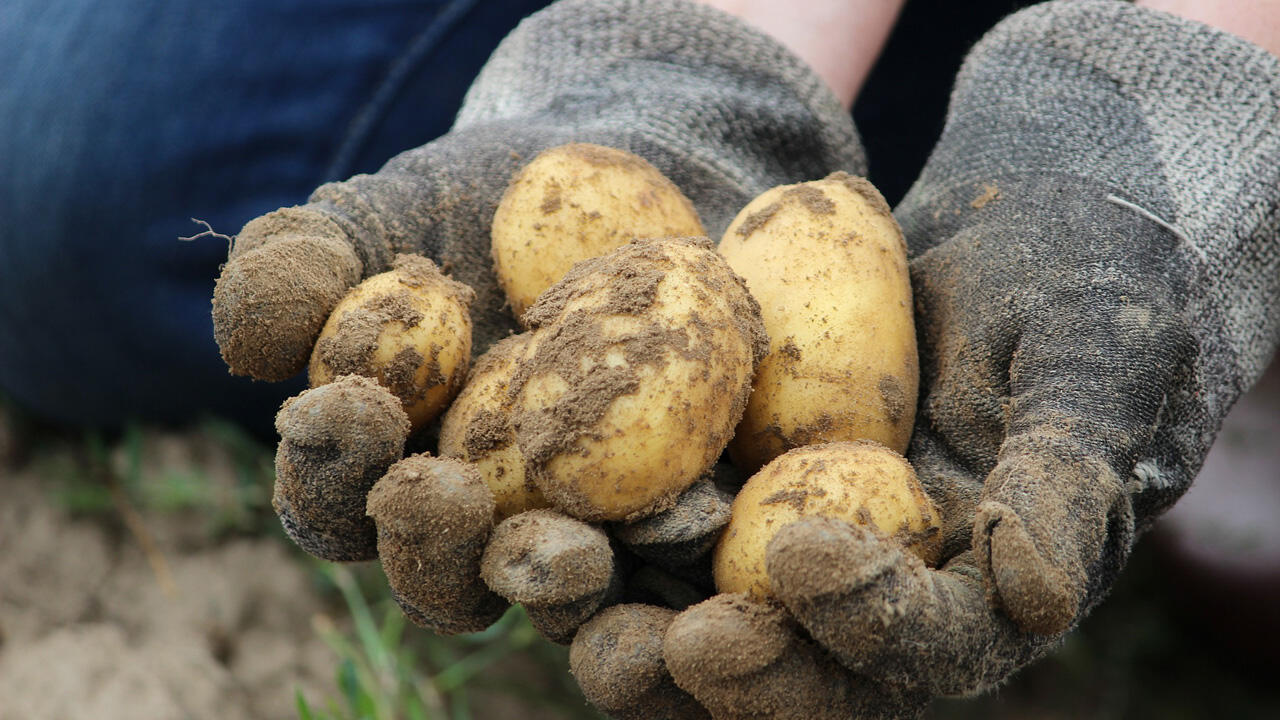 Kartoffeln aus dem eigenen Garten können problemlos mehrere Monate gelagert werden. Kartoffeln aus dem eigenen Garten können problemlos mehrere Monate gelagert werden.