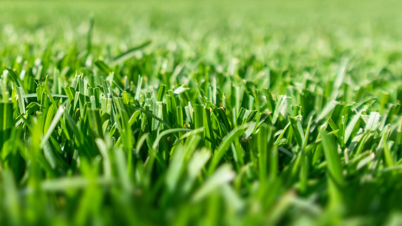 Der Rasen soll saftig grün aussehen – günstige Rasensamen wachsen aber oft nicht gut in die Breite.