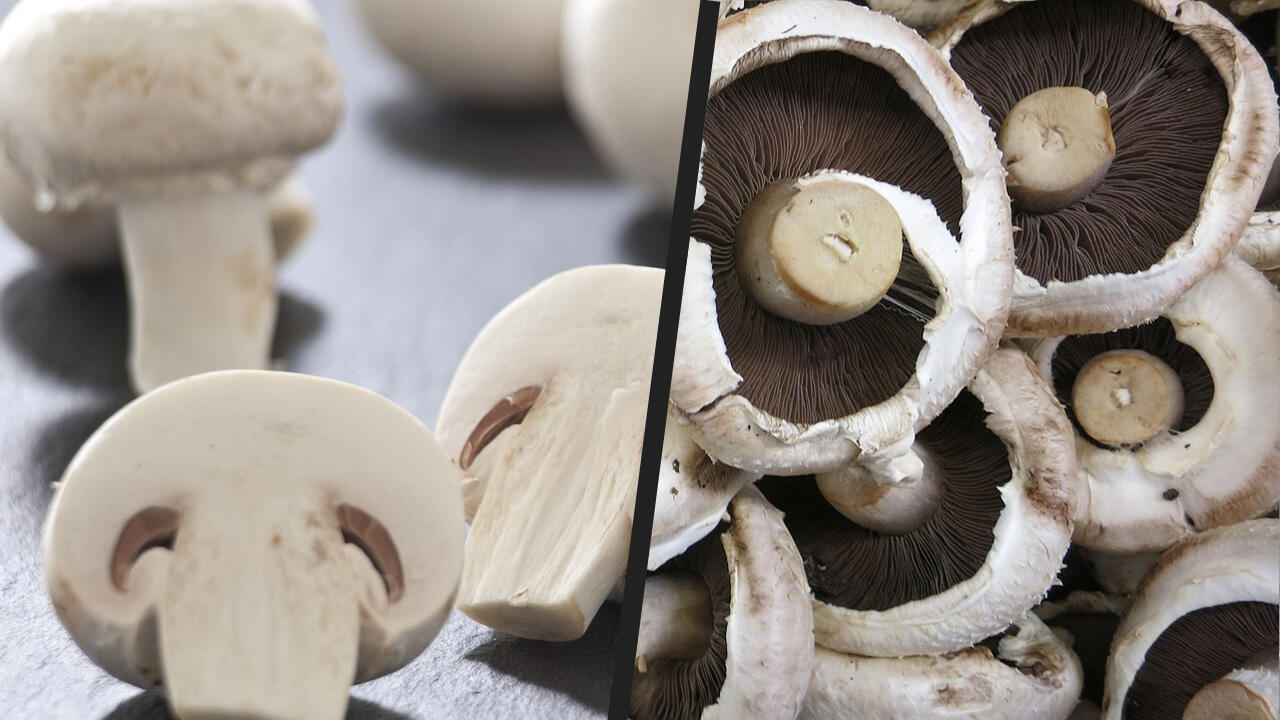 Die Champignons links im Bild sind frisch, die rechts schon etwas älter Die Champignons links im Bild sind frisch, die rechts schon etwas älter