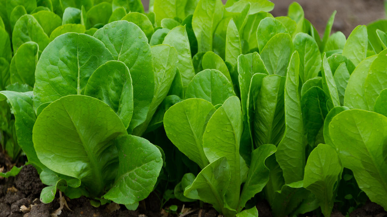 Salat ziehen Sie jetzt am besten im Haus vor und pflanzen ihn dann ins Beet.