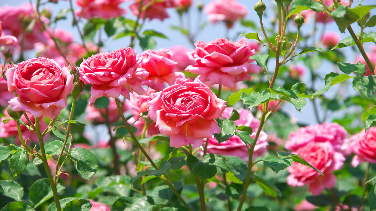 Wer sich jetzt im Herbst um seine Rosen kümmert, wird im Sommer mit wunderschönen Blüten belohnt.