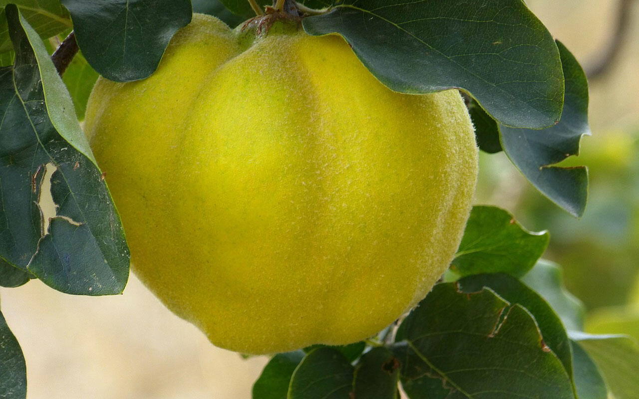 Quitten haben in Deutschland von Oktober bis November Saison.