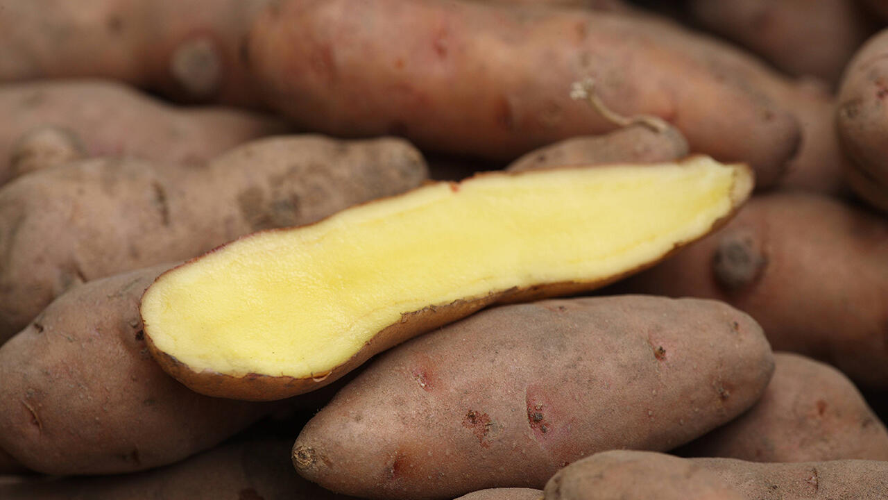 Ungewöhnliche Form, aber richtig lecker: die alte Kartoffelsorte "Bamberger Hörnchen". Ungewöhnliche Form, aber richtig lecker: die alte Kartoffelsorte "Bamberger Hörnchen".