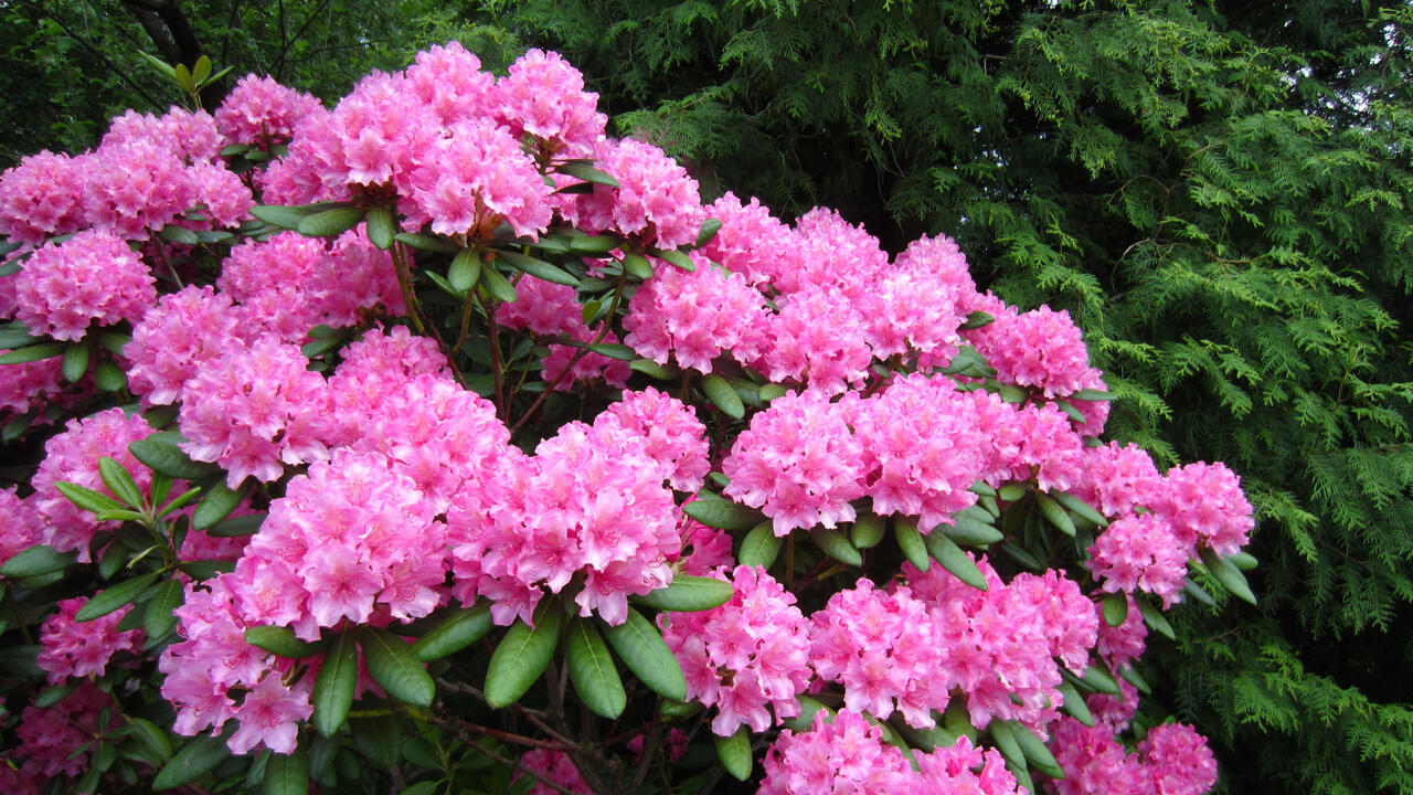 Der Rhododendron reagiert auf einen hohen Kalkgehalt empfindlich und verträgt Kompost nicht.
