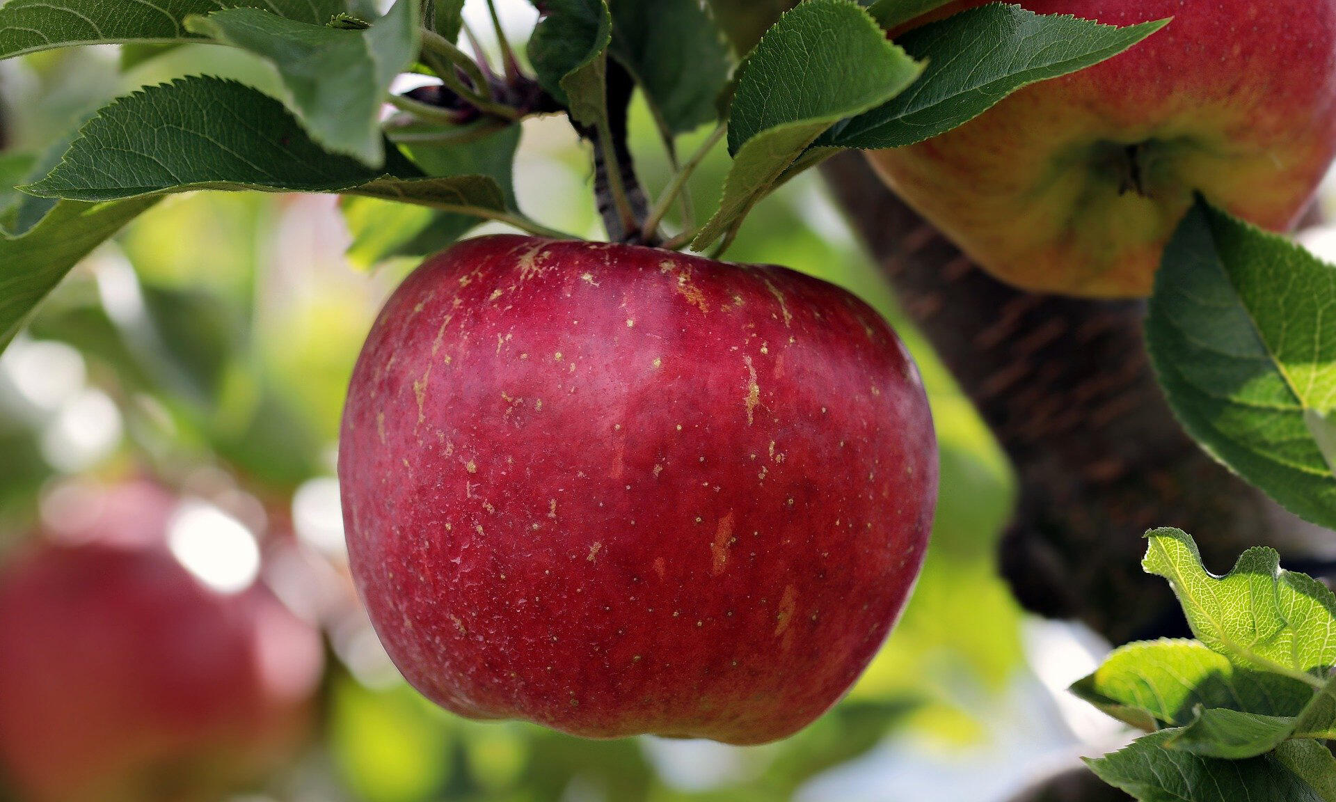 Es gibt einige Sorten, die auch Apfel-Allergiker vertragen Es gibt einige Sorten, die auch Apfel-Allergiker vertragen