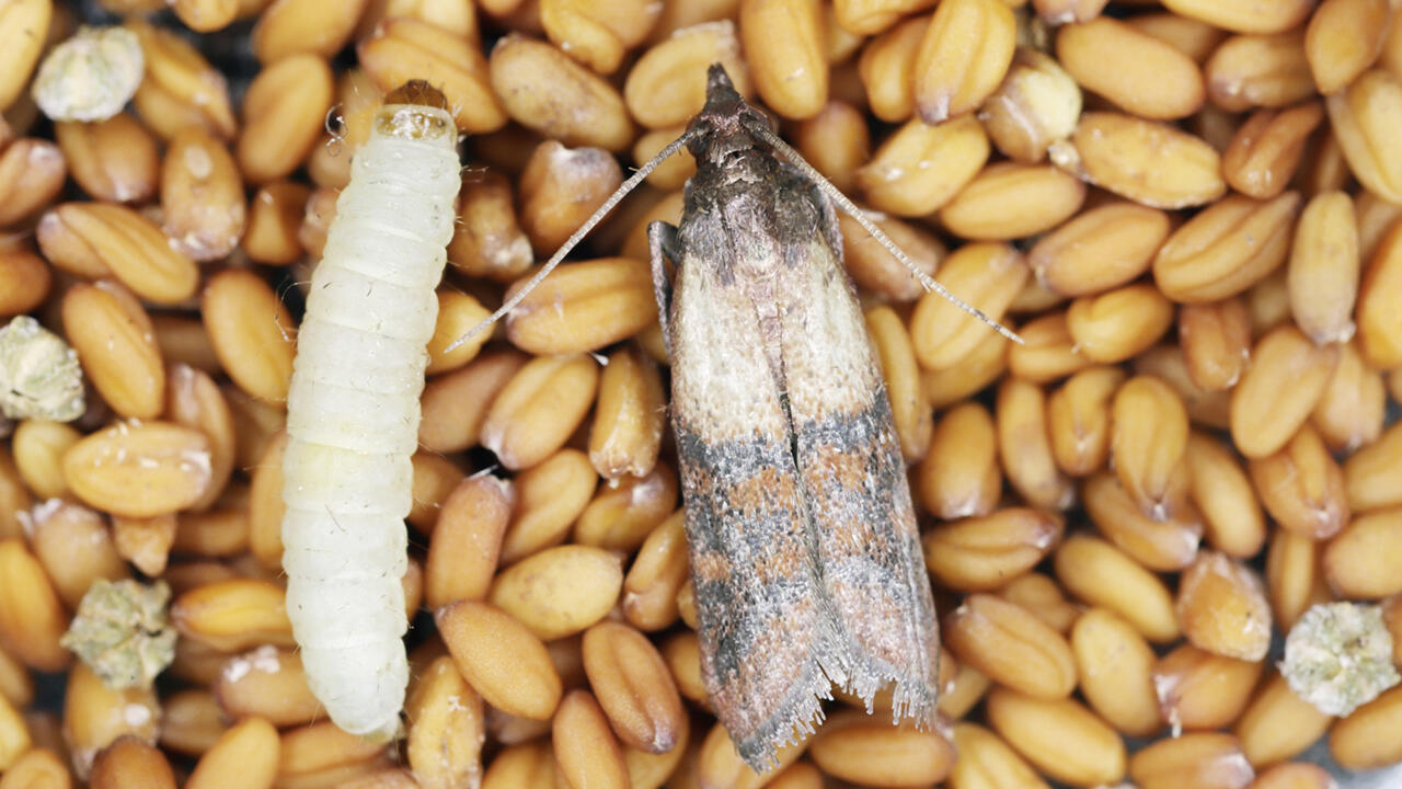 An Lebensmitteln labt sich nur die Larve (links). Die ausgewachsene Motte frisst nicht mehr – ihr geht es vor allem darum, sich erfolgreich fortzupflanzen. Das Bild zeigt eine Dörrobstmotte (Plodia interpunctella). 