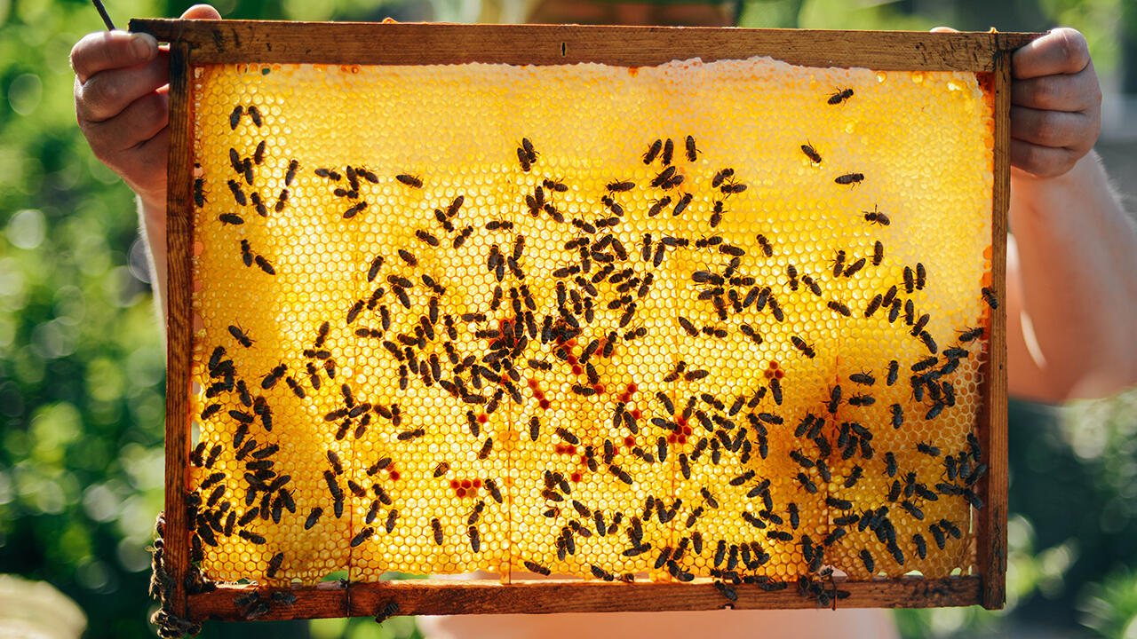 Honig wird von Bienen produziert. Traurig, wenn er gleichzeitig giftige Pestizide enthält.