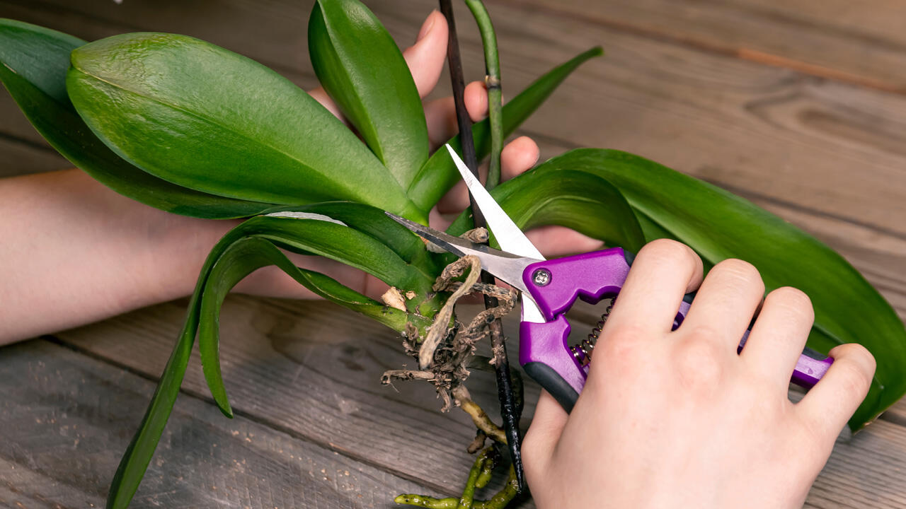 Zur Orchideenpflege gehört auch das Zurückschneiden von vertrockneten oder fauligen Wurzeln und Blättern.