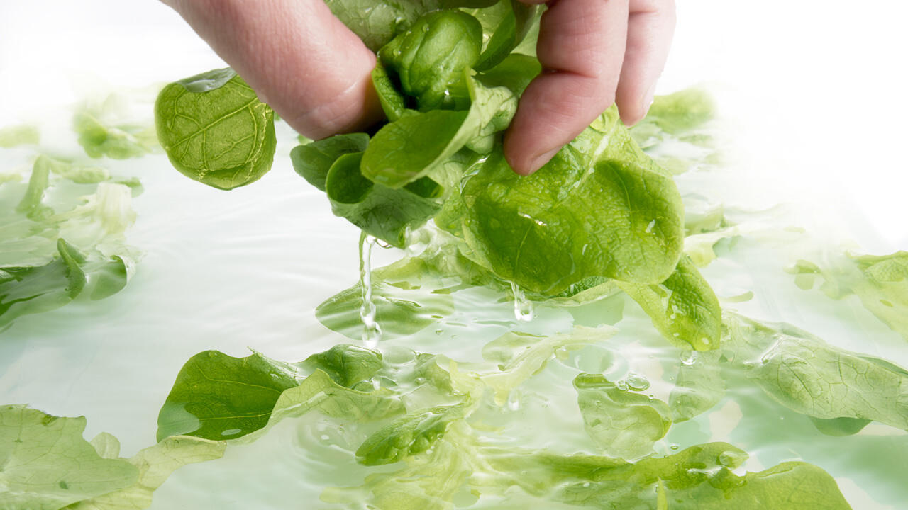 Welken Salat retten: Mit kaltem Wasser auffrischen