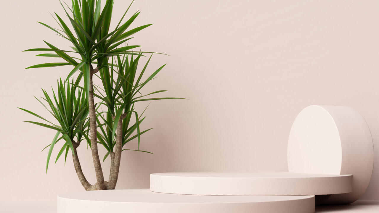 Je wärmer die Yucca steht, umso mehr Wasser braucht sie. Je wärmer die Yucca steht, umso mehr Wasser braucht sie.
