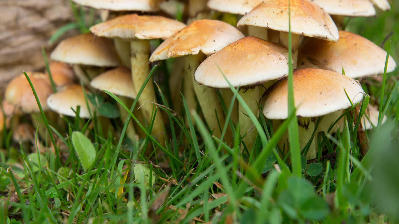 Pilze im Rasen schießen im Herbst bei feucht-warmem Wetter empor. Pilze im Rasen schießen im Herbst bei feucht-warmem Wetter empor.