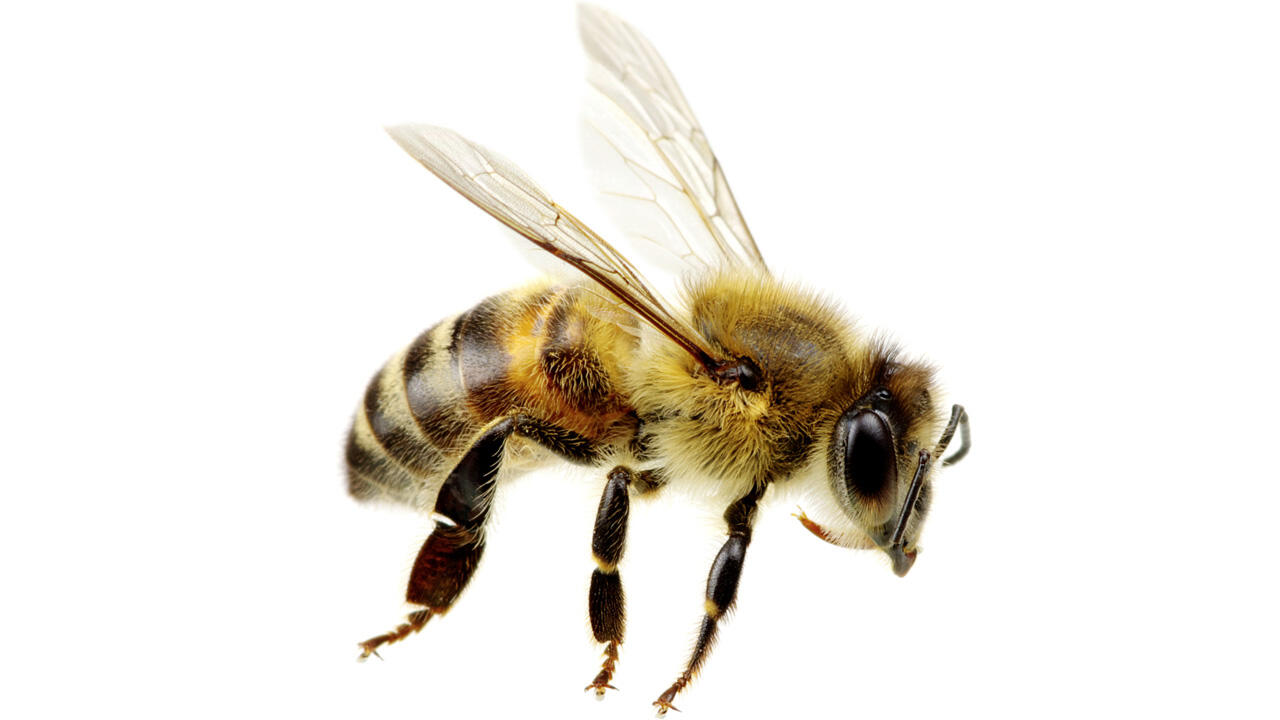 Nachhaltige Geschenke: Bienenpatenschaften werden immer beliebter